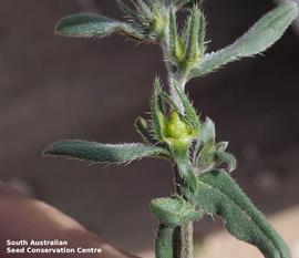   Fruit:   Buglossoides arvensis , immature; Photo by South Australian Seed Conservation Centre, used with permission
